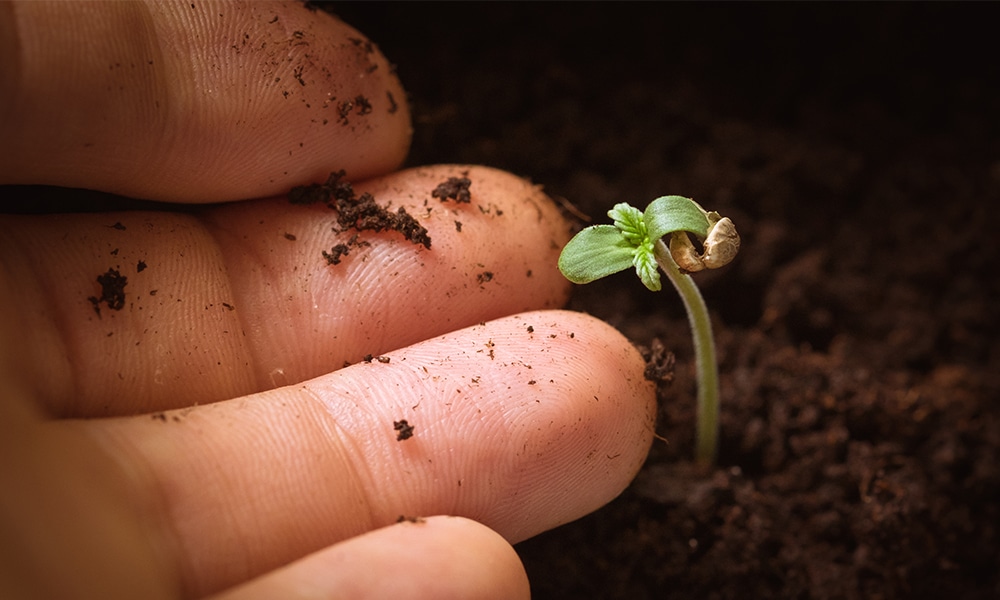 new cannabis grow