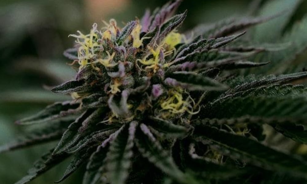 cannabis flower