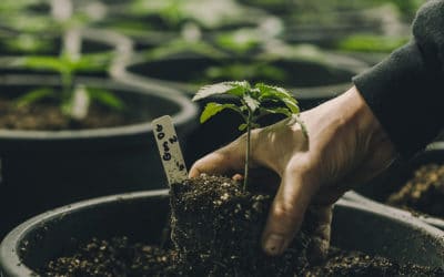 Cannabis Jobs and Their Impact on the Economy