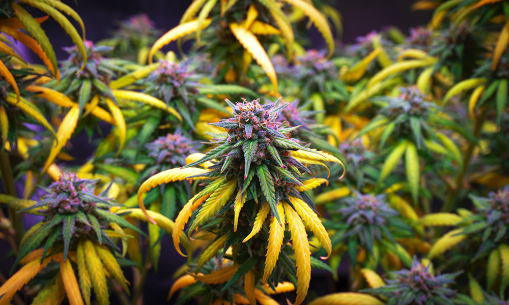 Top 10 Hybrid Strains For Serious Tokers